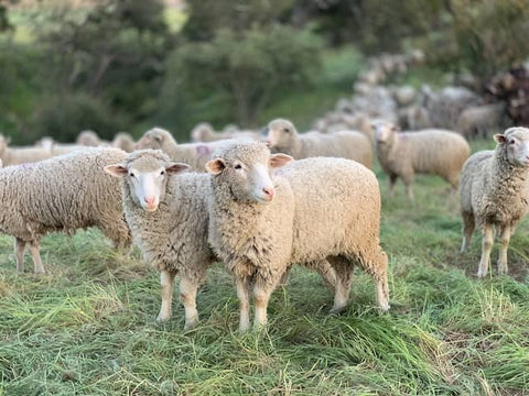 picture of 2 sheep in a field with other sheep on the back to symbolise vegan fashion