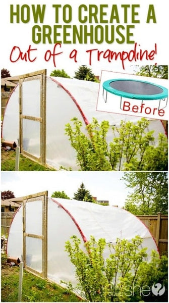 A greenhouse built with an old trampoline frame.