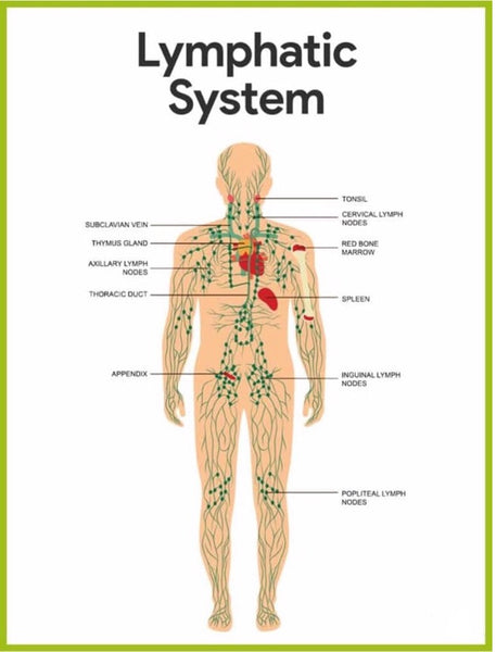 A diagram of the lymphatic system.