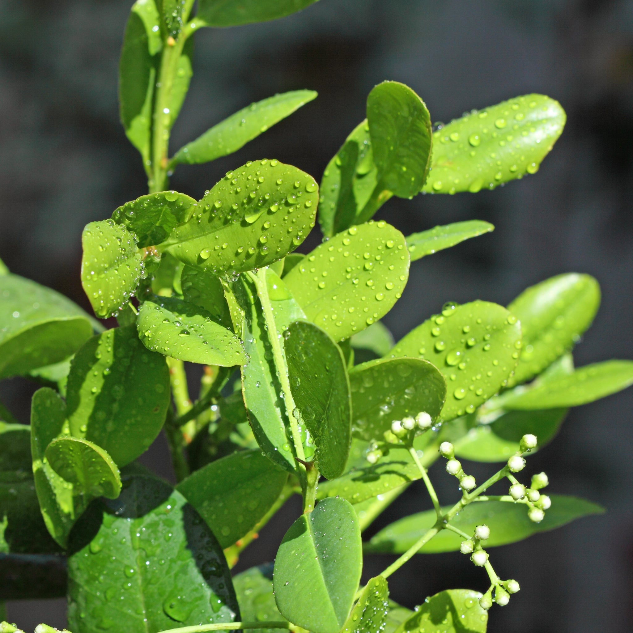 Ravensara Organic (Ravensara aromatica) Madagascar Lunaroma Aromatic