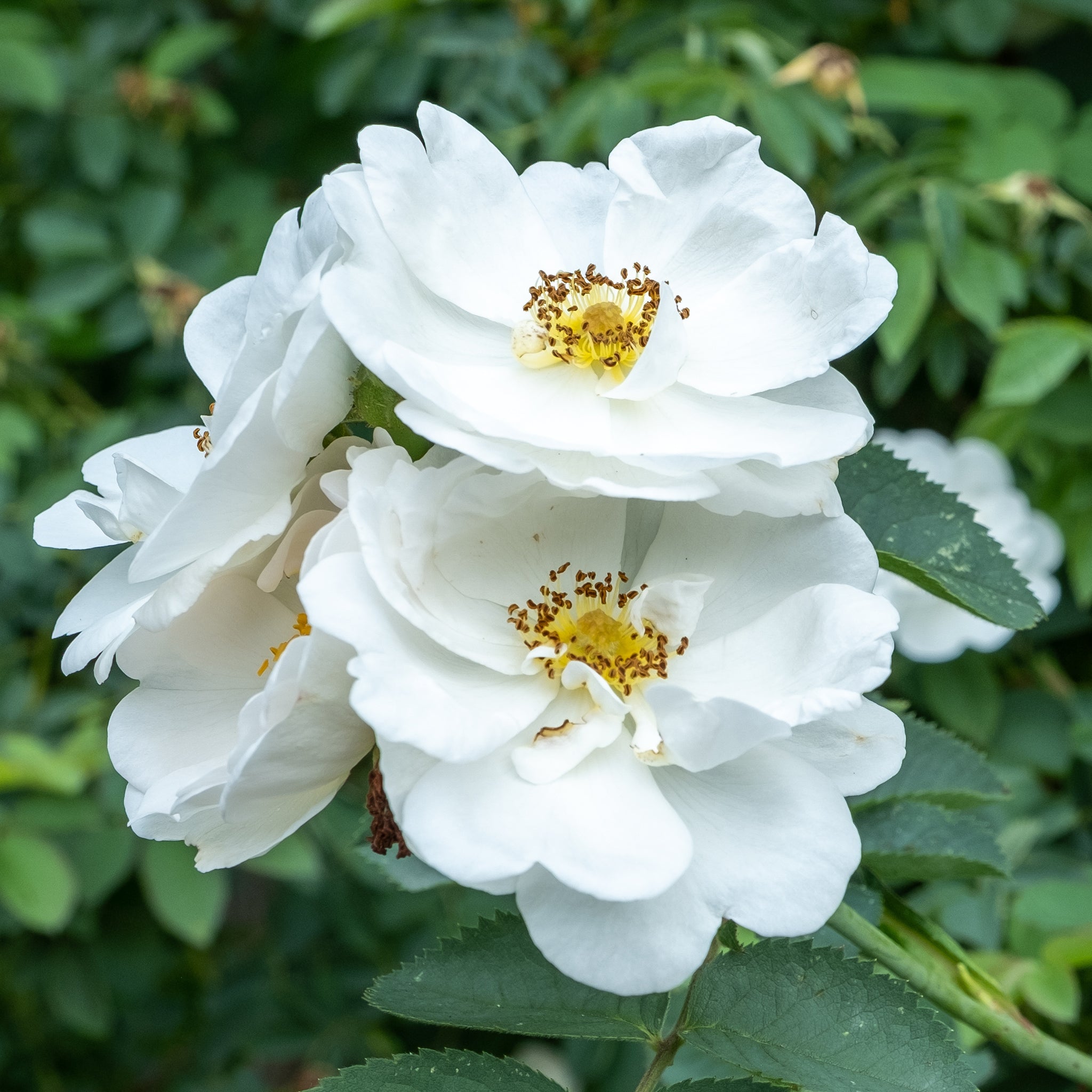 Rose, White Absolute (Rosa alba) – Lunaroma Aromatic Apothecary