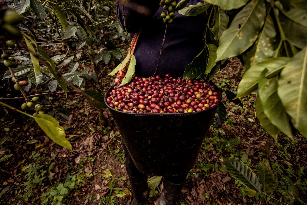 Bucket of healthy harvested coffee cherries on Colombian coffee farm