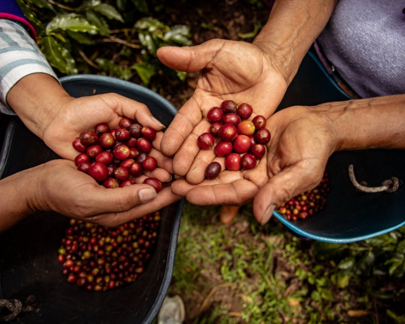 Championing coffee from Colombia