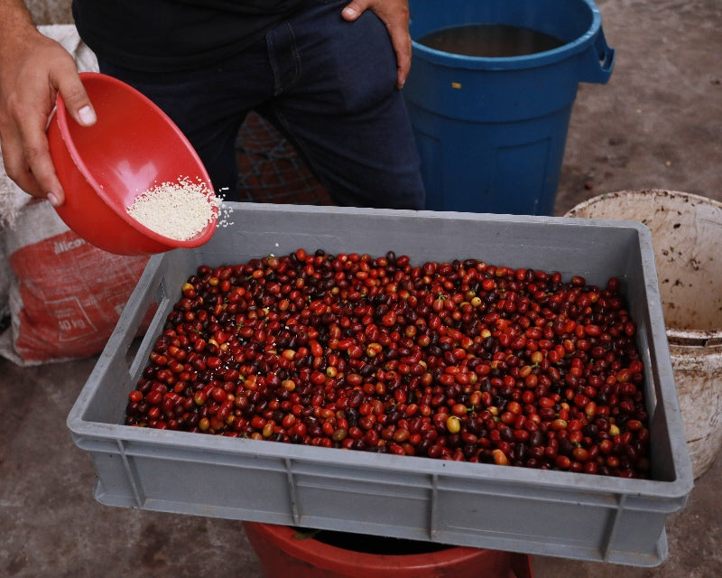 Coffee cherries undergoing the koji fermentation method