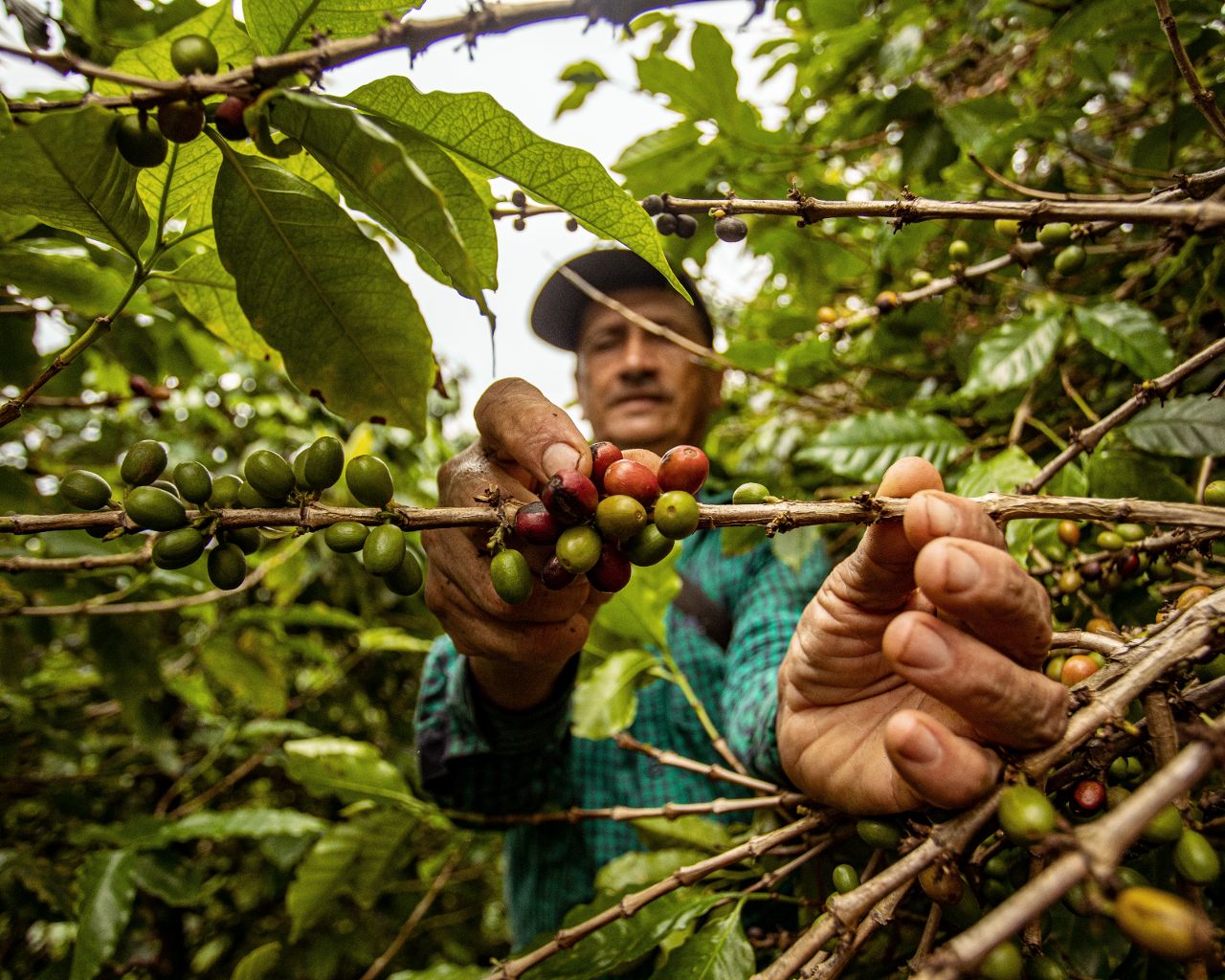 Coffee farmer checking coffee cherries for diseases and effects of climate change