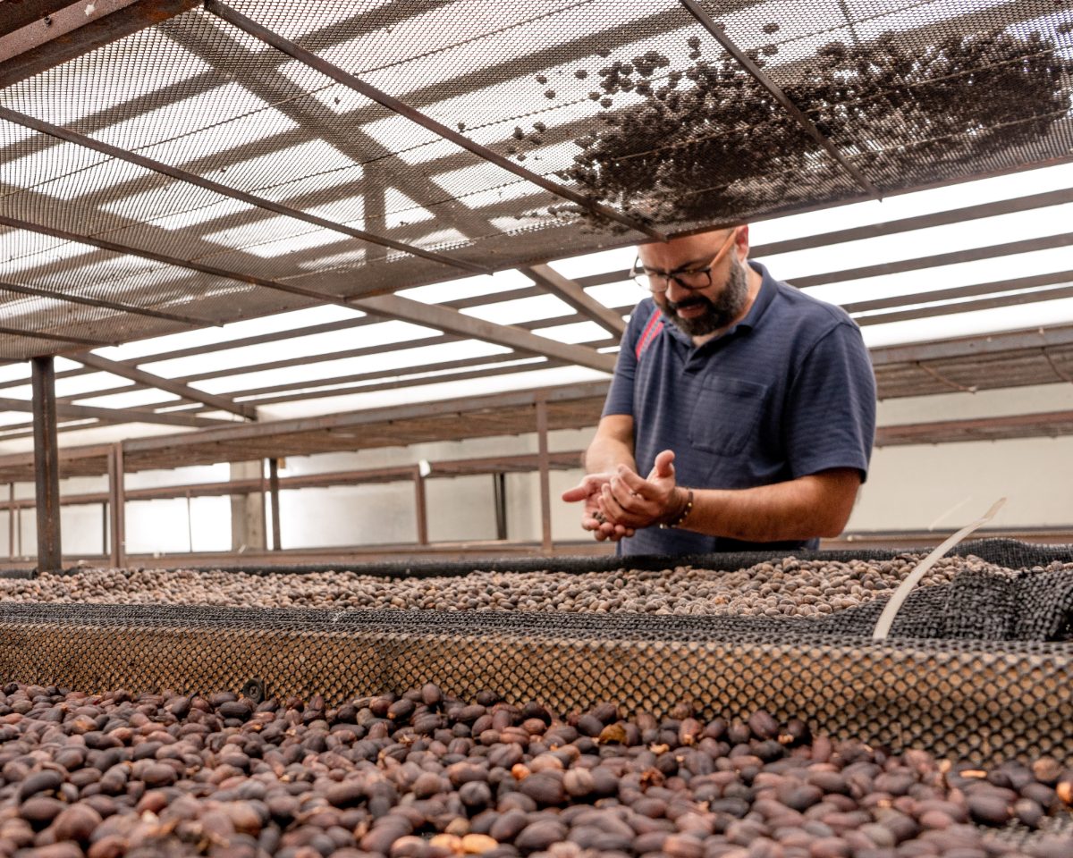 Coffee importer inspecting single origin beans from Colombian coffee origin