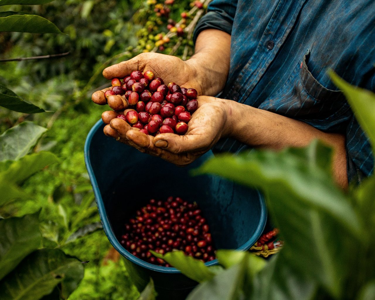 Coffee producer holding handful of healthy coffee cherries 
