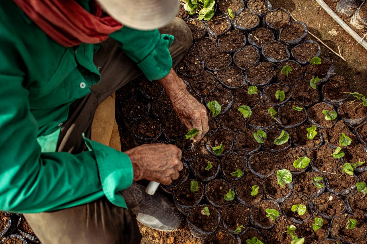 Coffee producers planting new coffee species to combat climate change