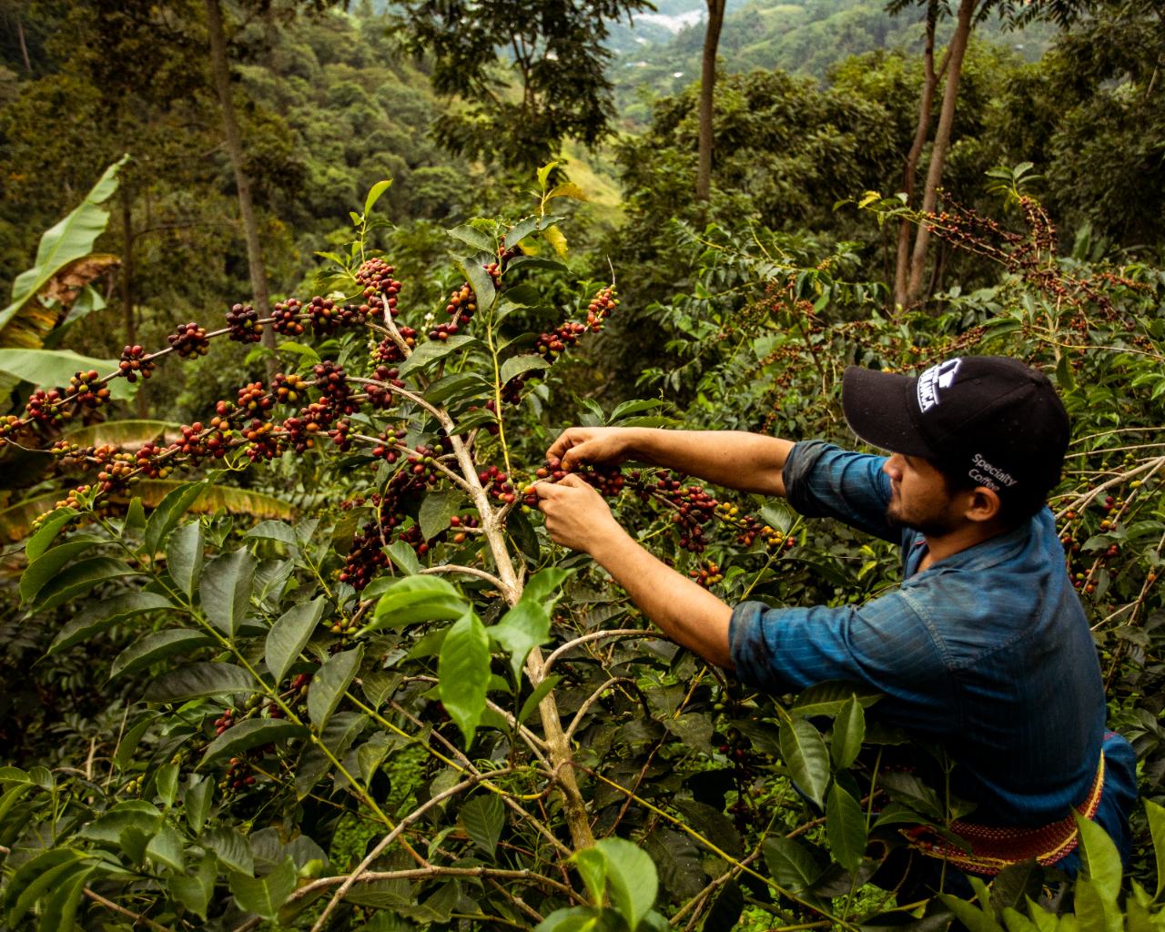 Colombian coffee farmer picking cherries from plants
