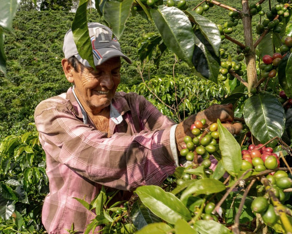 A Colombian coffee grower - the first link in the coffee supply chain