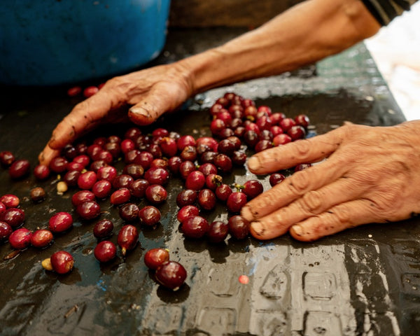 Colombian coffee processor supporting the coffee supply chain