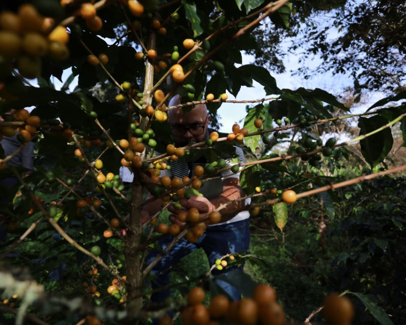 Finca El Calapo Santander Colombia coffee growing