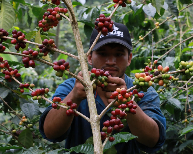 Finca Hoyo Frio Santander Colombia Coffee Picking