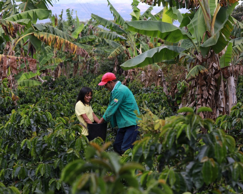 Finca Hoyo Frio Santander Colombia