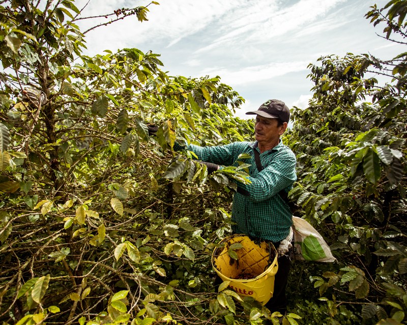 Fundamentals of Colombian coffee