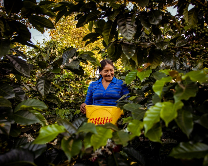 Gender roles in the Colombian coffee industry