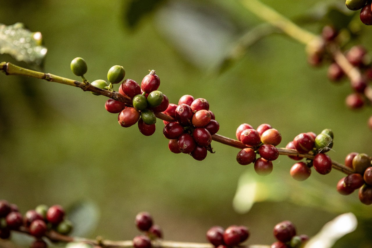Hybrid Arabica coffee species offering more resilience against climate change