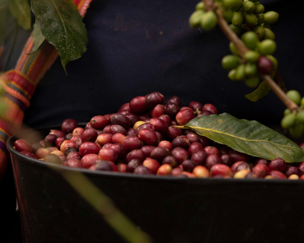Ripe coffee beans from Colombia sourced for the Hermanos coffee subscription