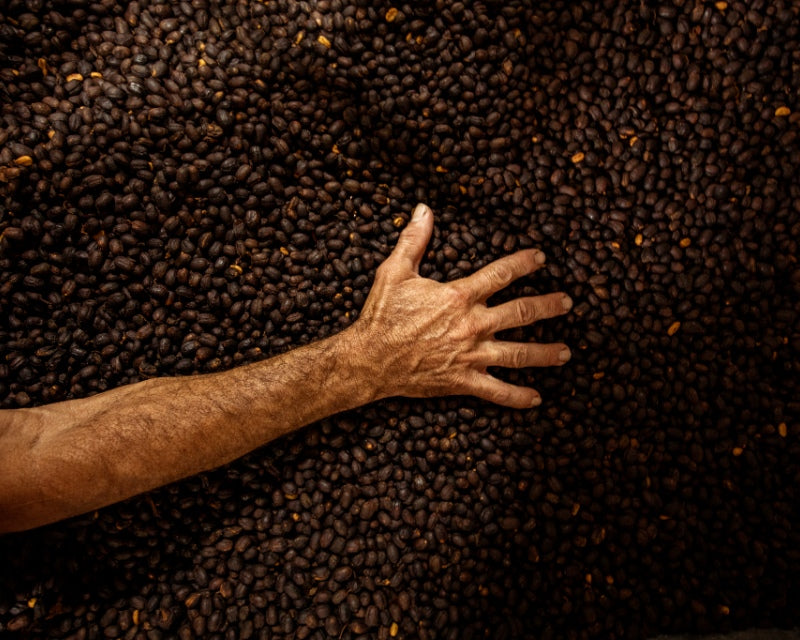 The basics of Brazilian coffee