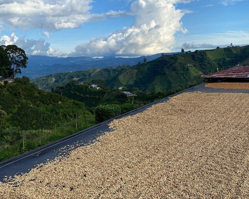 The Basics Of Colombian Coffee Processing