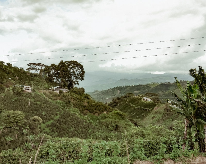 The role of environmentalism in coffee growing