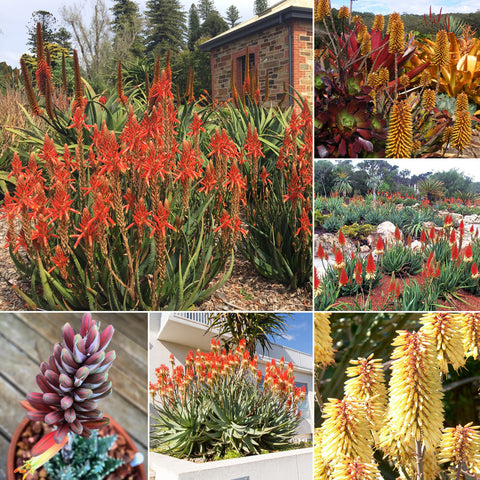 Aloe Hybrids at Poppy's Home and Garden Newcastle