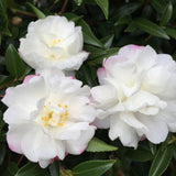 Camellia Sasanqua Little Liane Paradise