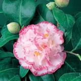 Camellia Japonica Margaret Davis