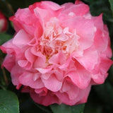 Camellia Japonica Nucco's Jewel