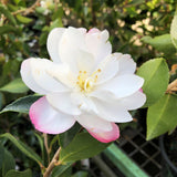 Camellia Sasanqua Paradise Blush