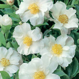 Camellia Sasanqua Petite White Paradise