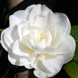 Camellia Sasanqua Pure Silk