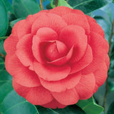 Camellia Japonica Red Red Rose