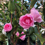 Camellia Sasanqua With Love