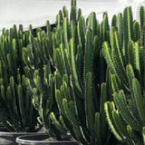 Euphorbia Cowboy Cactus