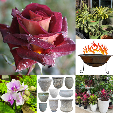 30% off Pots, Plants & Fire Pits at Poppy's Home and Garden