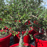 Bursea fagaroides ‘Mexican Bottle Tree’