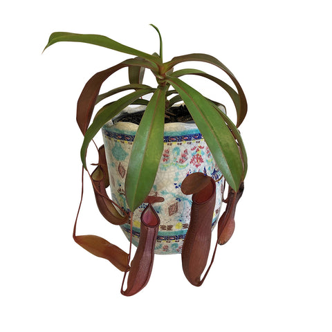 Redform Pitcher Plant