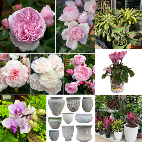 30% off Pots and Plants at Poppy's Home and Garden Newcastle