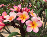 tricolour frangipani tree