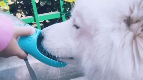 thirsty pup water bottle