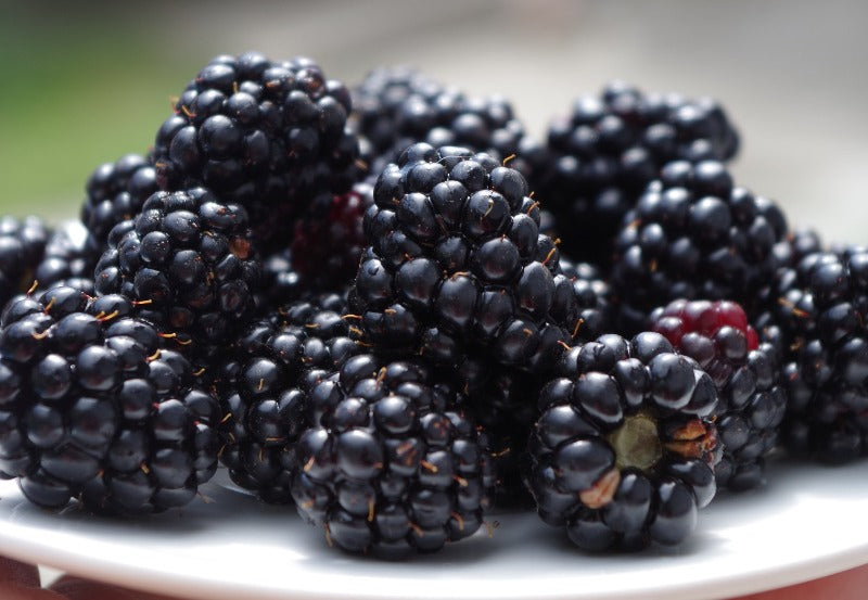 Can Bearded Dragons Eat Blackberries? The Info You Need | Dragon's Diet
