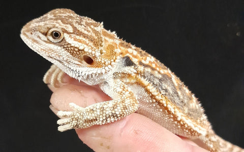 Types of Bearded Dragons » View Different Types, Colors, & Species