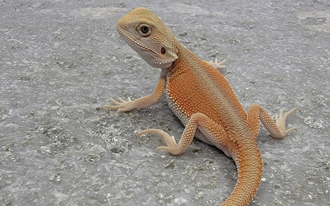 Bearded Dragon Facts: Types, Colors, Variations & Lifespan - XYZReptiles