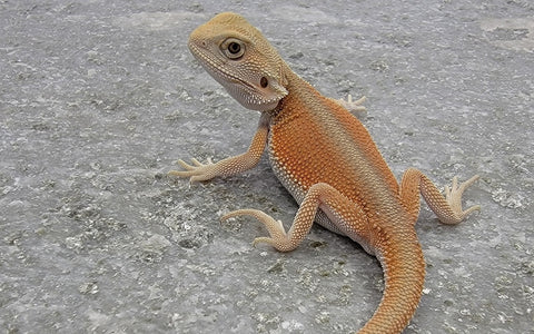 A Beginner's Guide to Bearded Dragon Colors & Morphs – Dragon's Diet