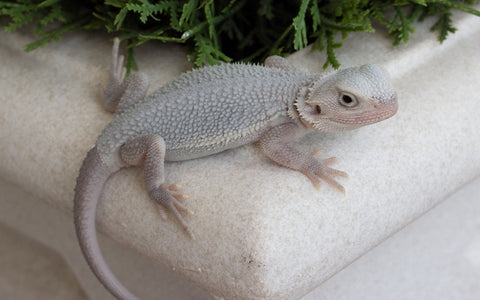 A Beginner's Guide to Bearded Dragon Colors & Morphs – Dragon's Diet