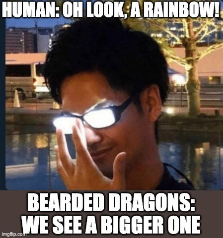 Bearded dragon rainbow meme
