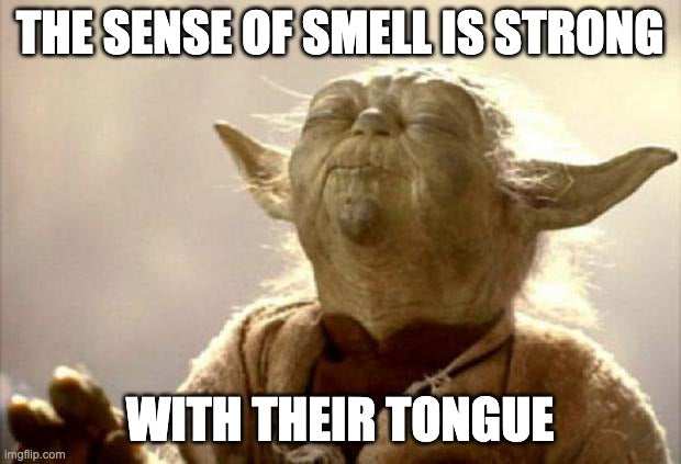 Meme with Yoda saying The sense of smell is strong with their tongue