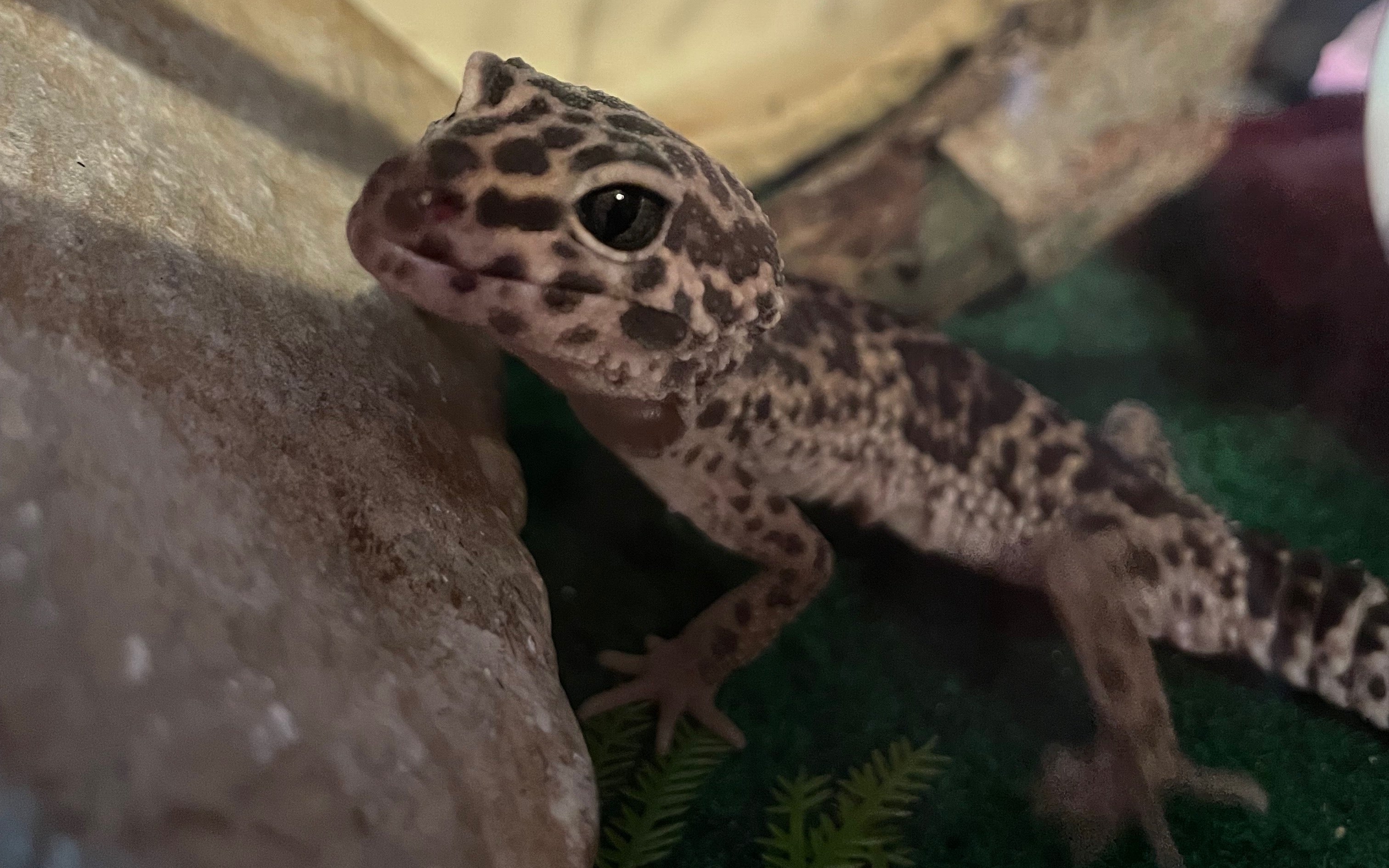 Captive brown spotted leopard gecko near a rock