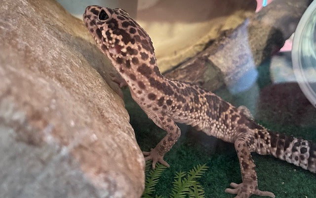 Young leopard gecko near a rock